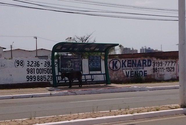 Burro se protege do sol escaldante sob a estrutura onde mal cabem quatro pessoas