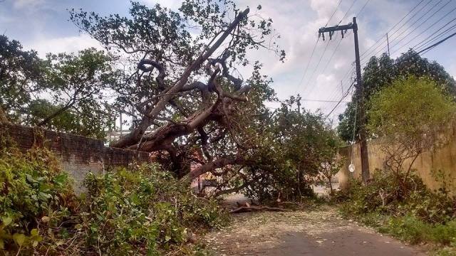 Árvore caída bloqueia o avesso ao Jardim Eldorado pela Rua do Aririzal desde a véspera de Natal 